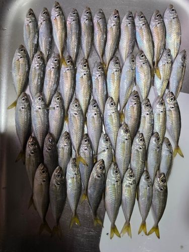 アジの釣果