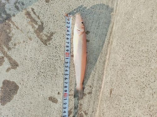 キスの釣果
