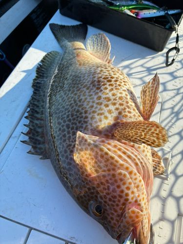 オオモンハタの釣果