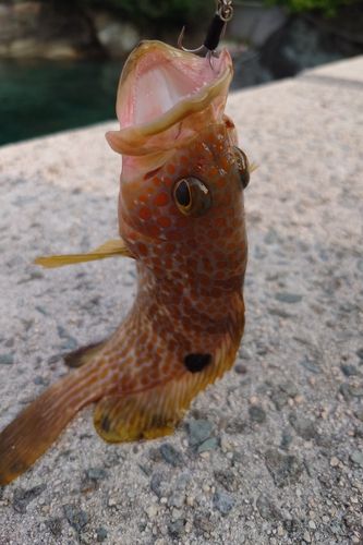 キジハタの釣果