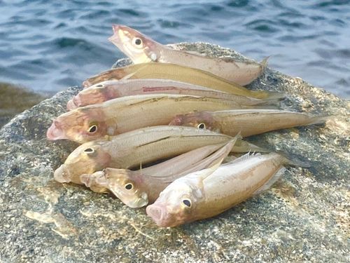 シロギスの釣果