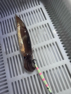 スルメイカの釣果
