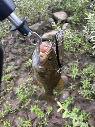 スモールマウスバスの釣果