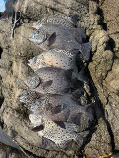 イシガキダイの釣果