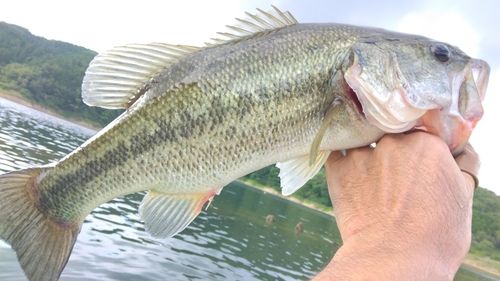 ラージマウスバスの釣果