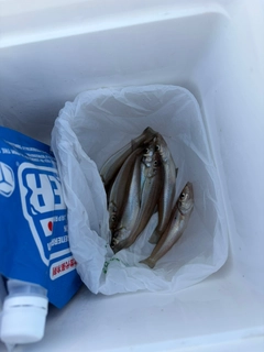 シロギスの釣果