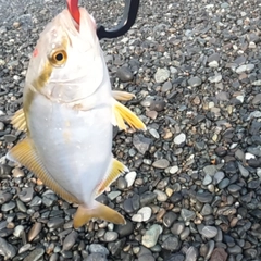 ショゴの釣果