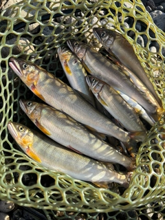アユの釣果