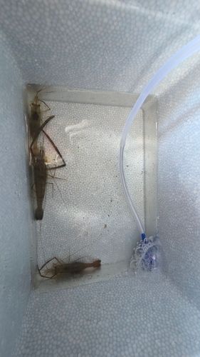 テナガエビの釣果