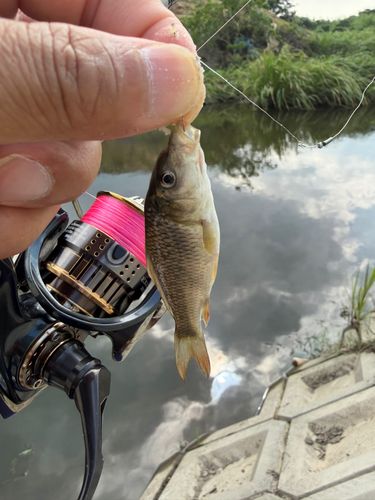 コイの釣果
