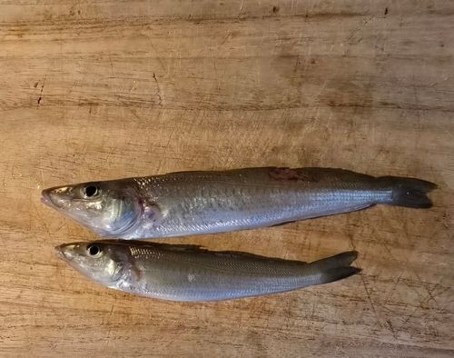 シロギスの釣果