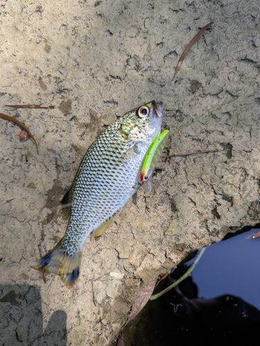 オオクチユゴイの釣果