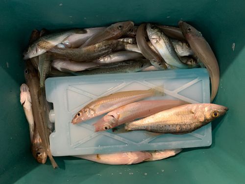 キスの釣果