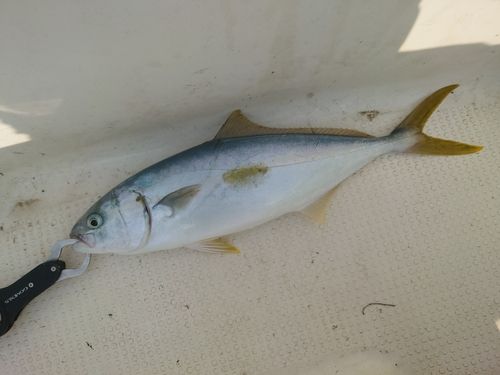 ヒラマサの釣果