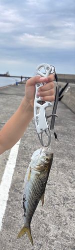 コノシロの釣果