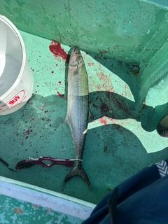 サワラの釣果