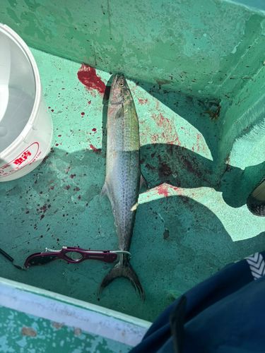 サワラの釣果