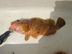 キジハタの釣果