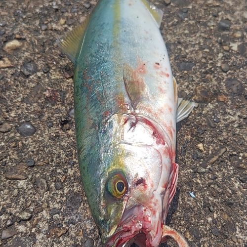 ワカシの釣果