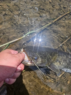 ニホンナマズの釣果
