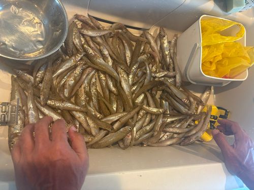 シロギスの釣果