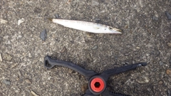カマスの釣果