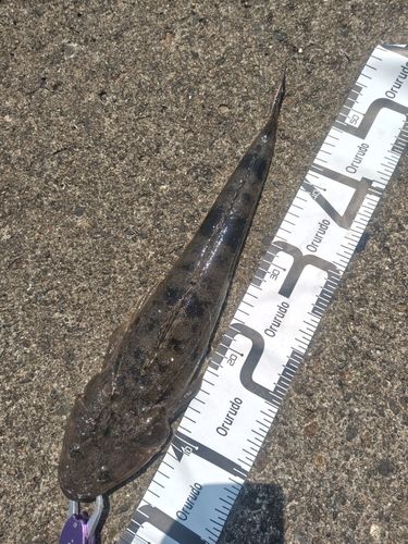 マゴチの釣果
