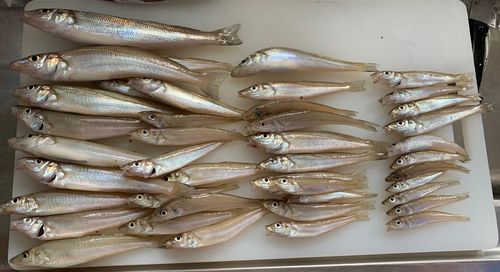シロギスの釣果