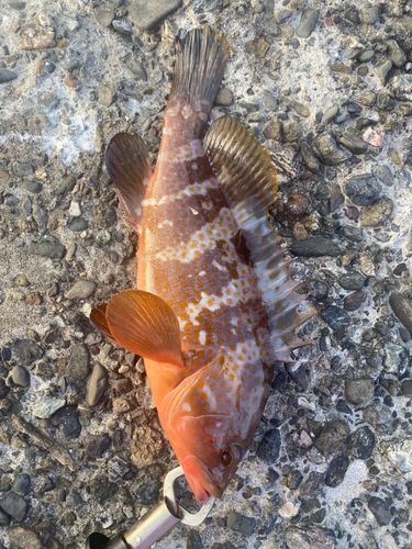 アコウの釣果