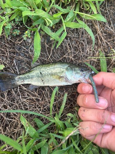 ラージマウスバスの釣果