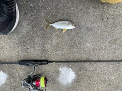 ネリゴの釣果