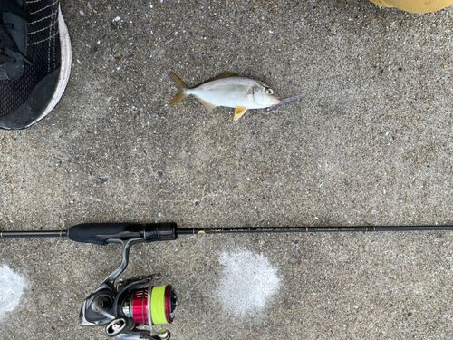 ネリゴの釣果