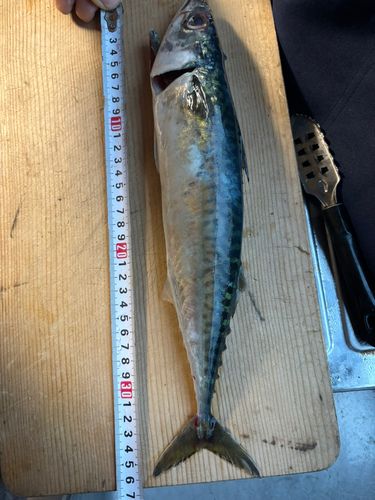 サバの釣果
