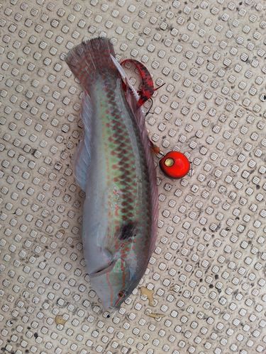 ベラの釣果