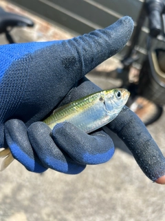 サッパの釣果