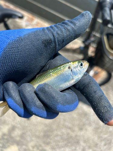 サッパの釣果