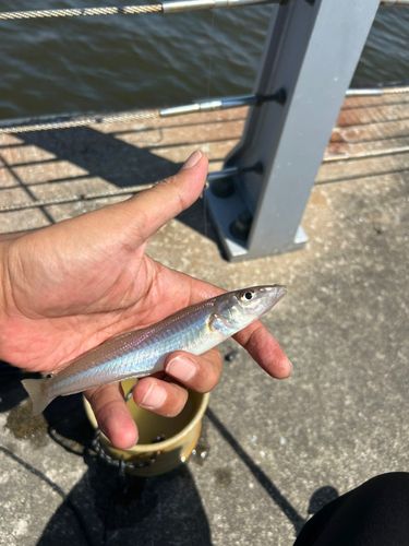 シロギスの釣果