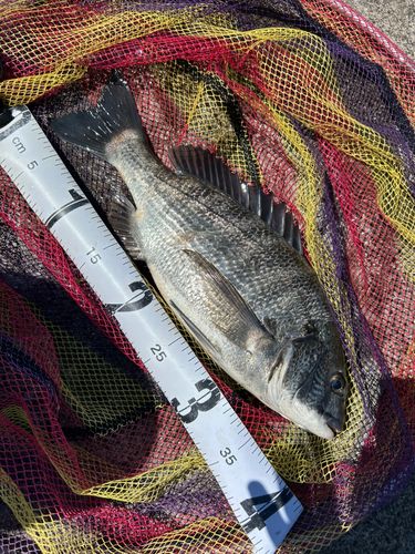 チヌの釣果