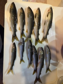 アユの釣果