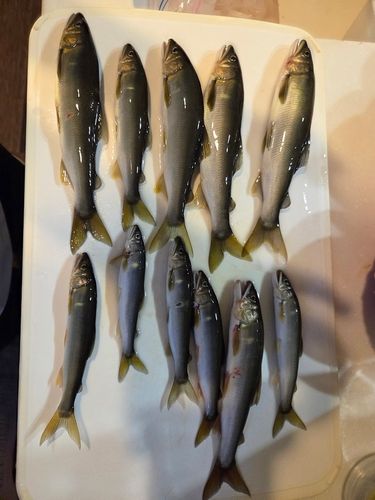 アユの釣果