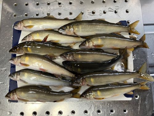 アユの釣果