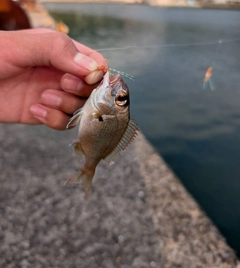 チャリコの釣果