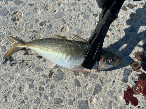 マルアジの釣果