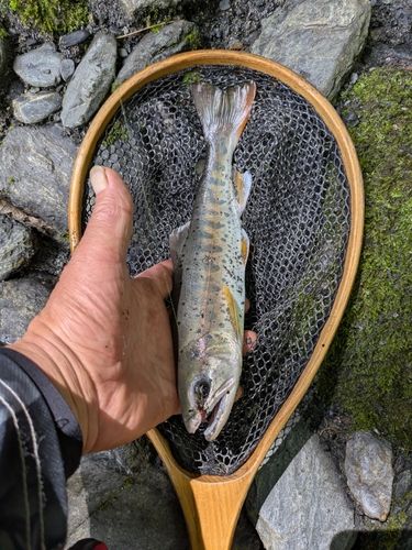ヤマメの釣果