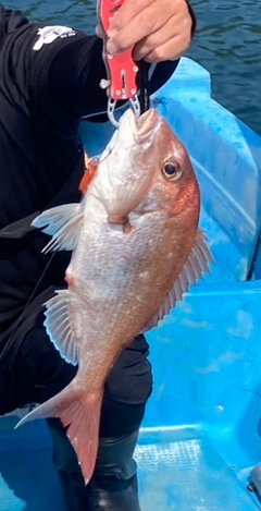 マダイの釣果