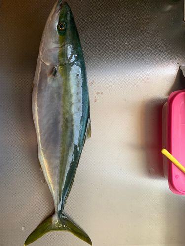 イナダの釣果