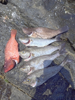 オオモンハタの釣果