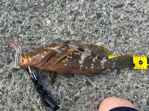 キジハタの釣果