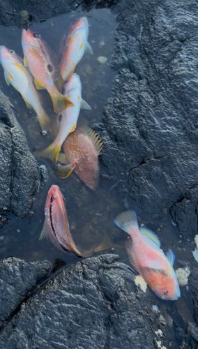 ヨコスジフエダイの釣果