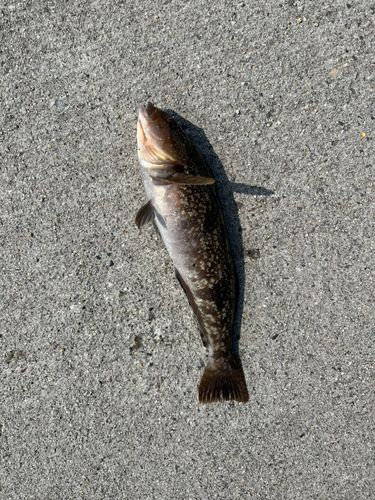 アイナメの釣果